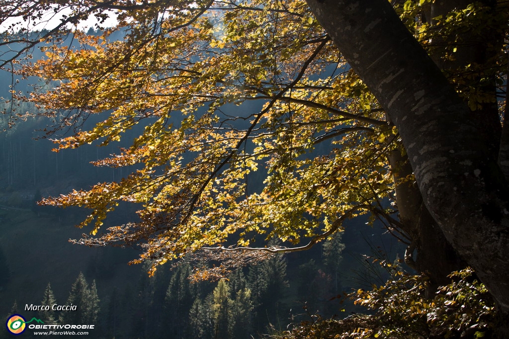 38_Autunno in val d'inferno.JPG